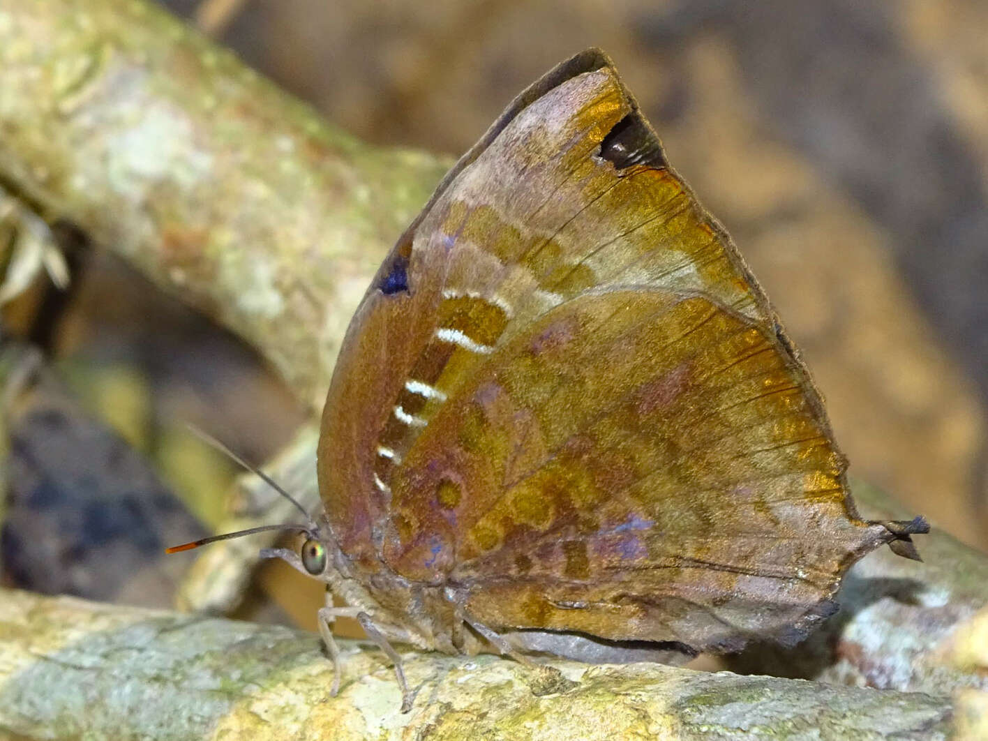 Plancia ëd Arhopala centaurus (Fabricius 1775)