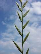 Image of Italian Rye Grass