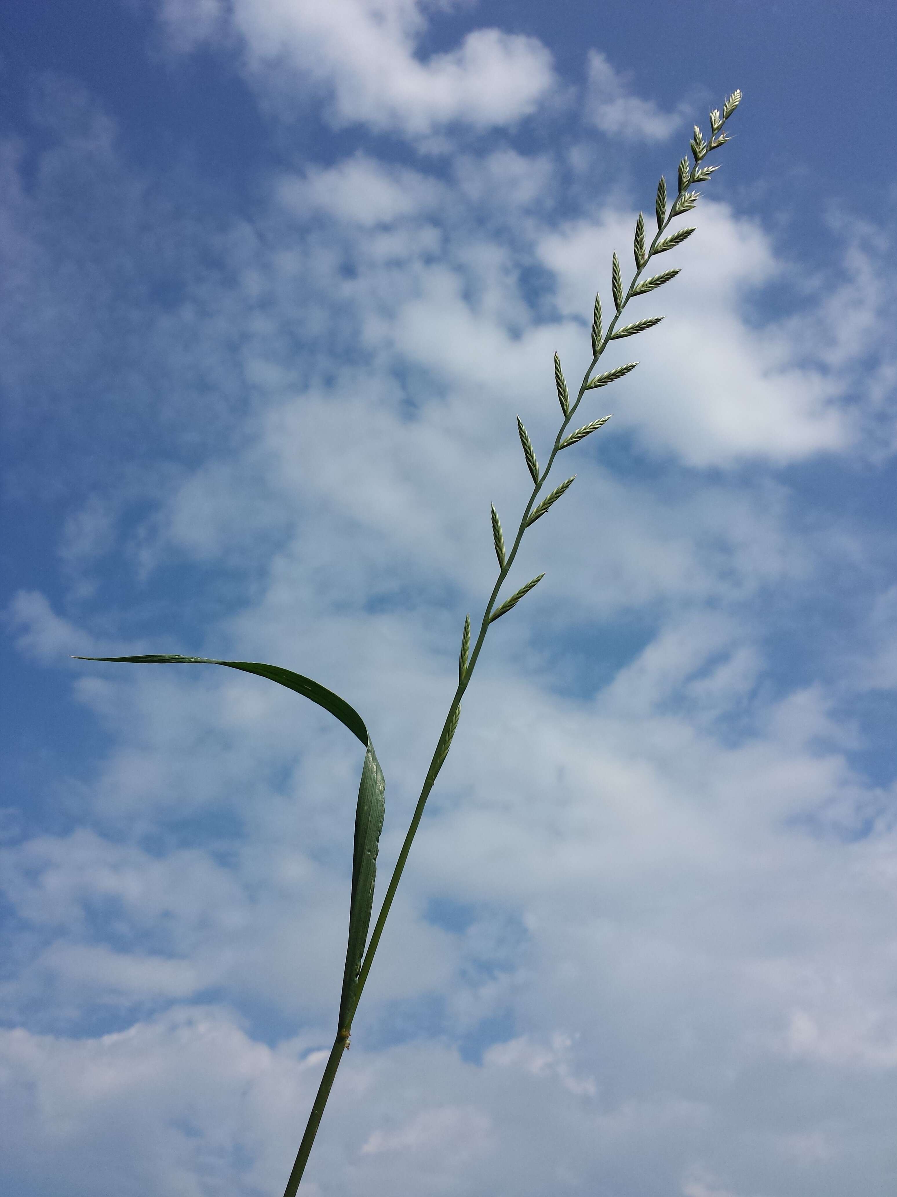 Image of Italian Rye Grass