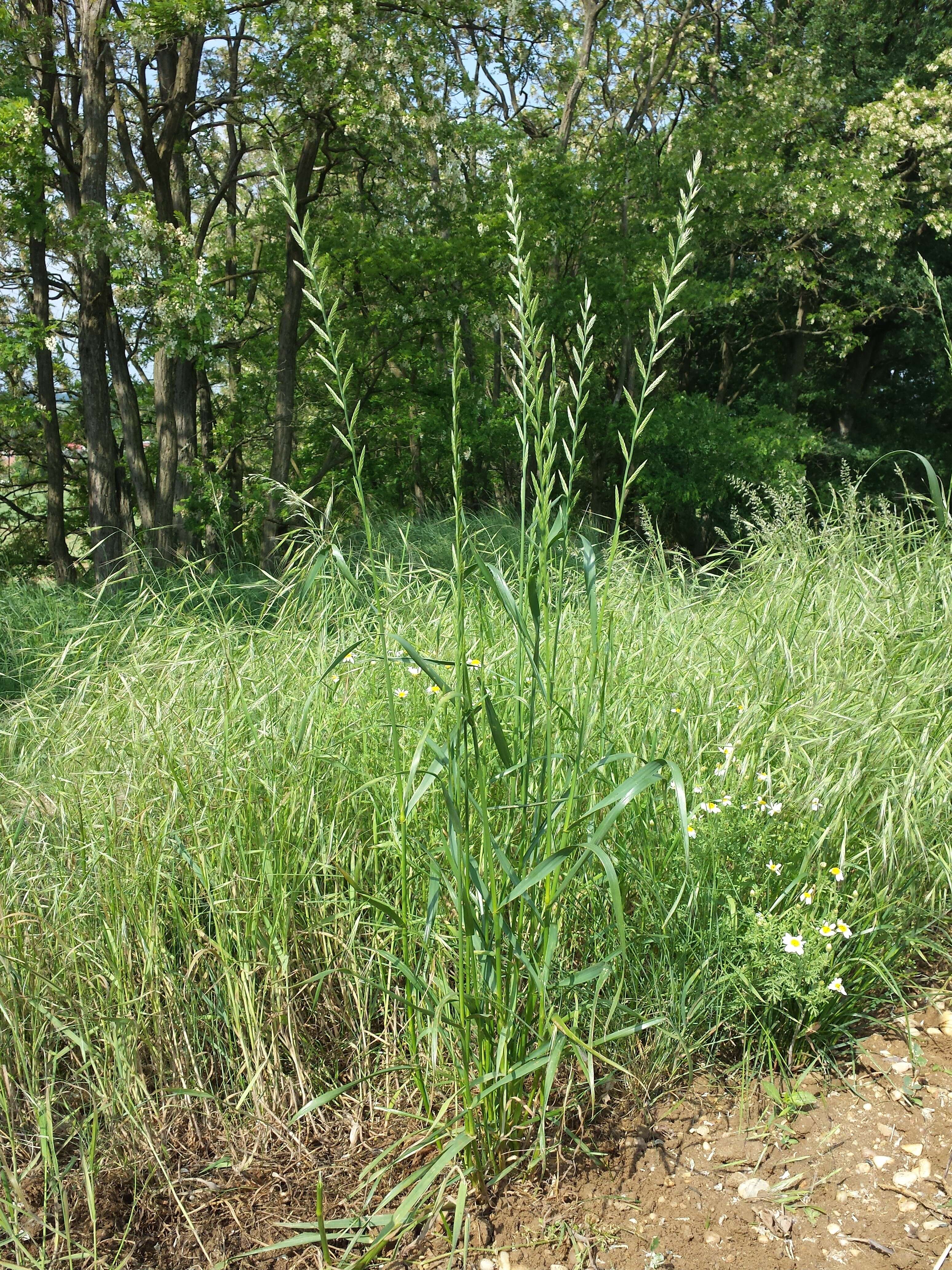 Image of Italian Rye Grass