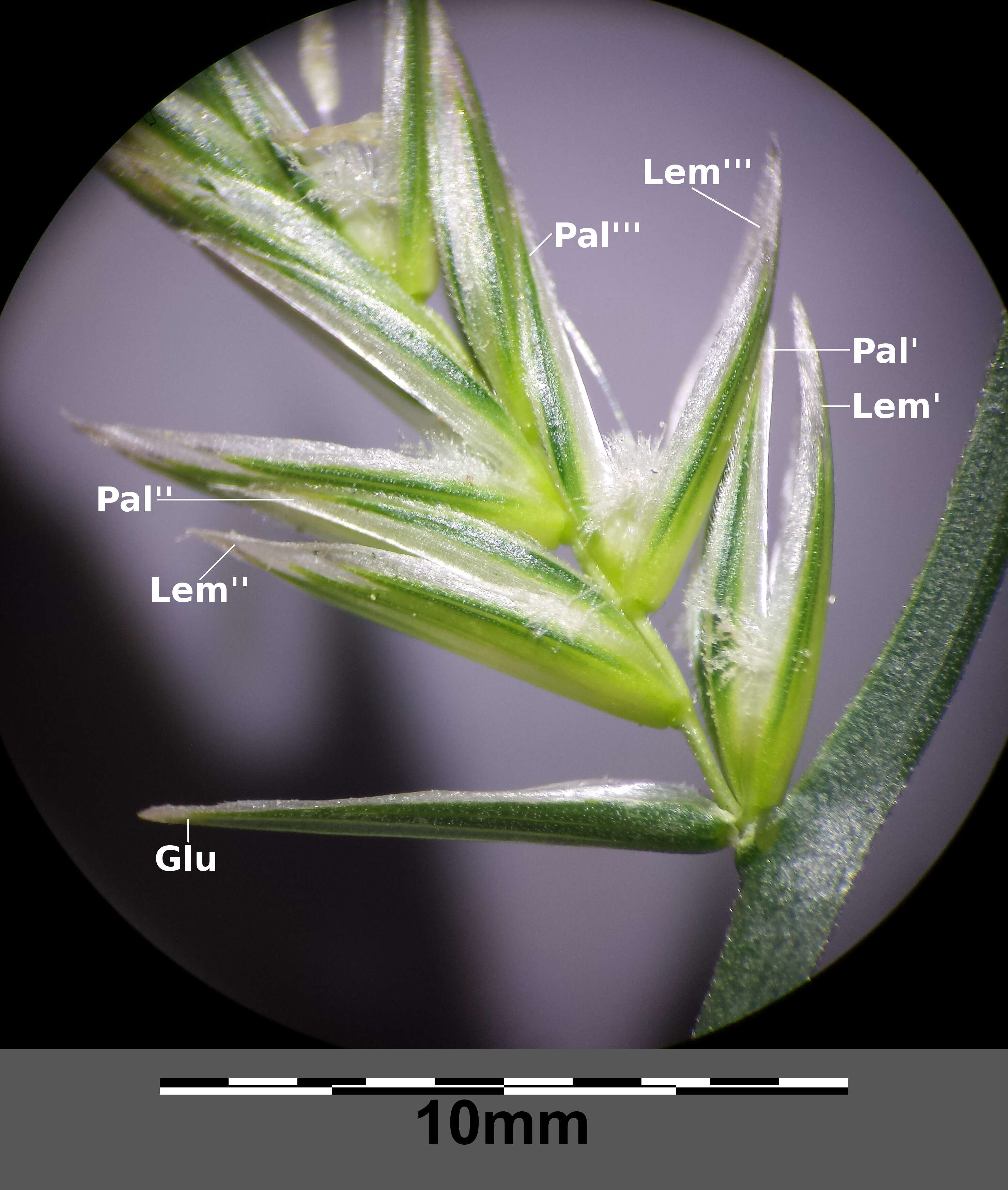 Image of Italian Rye Grass