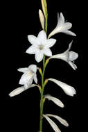 Imagem de Watsonia borbonica (Pourr.) Goldblatt