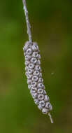 صورة Callistemon rigidus R. Br.