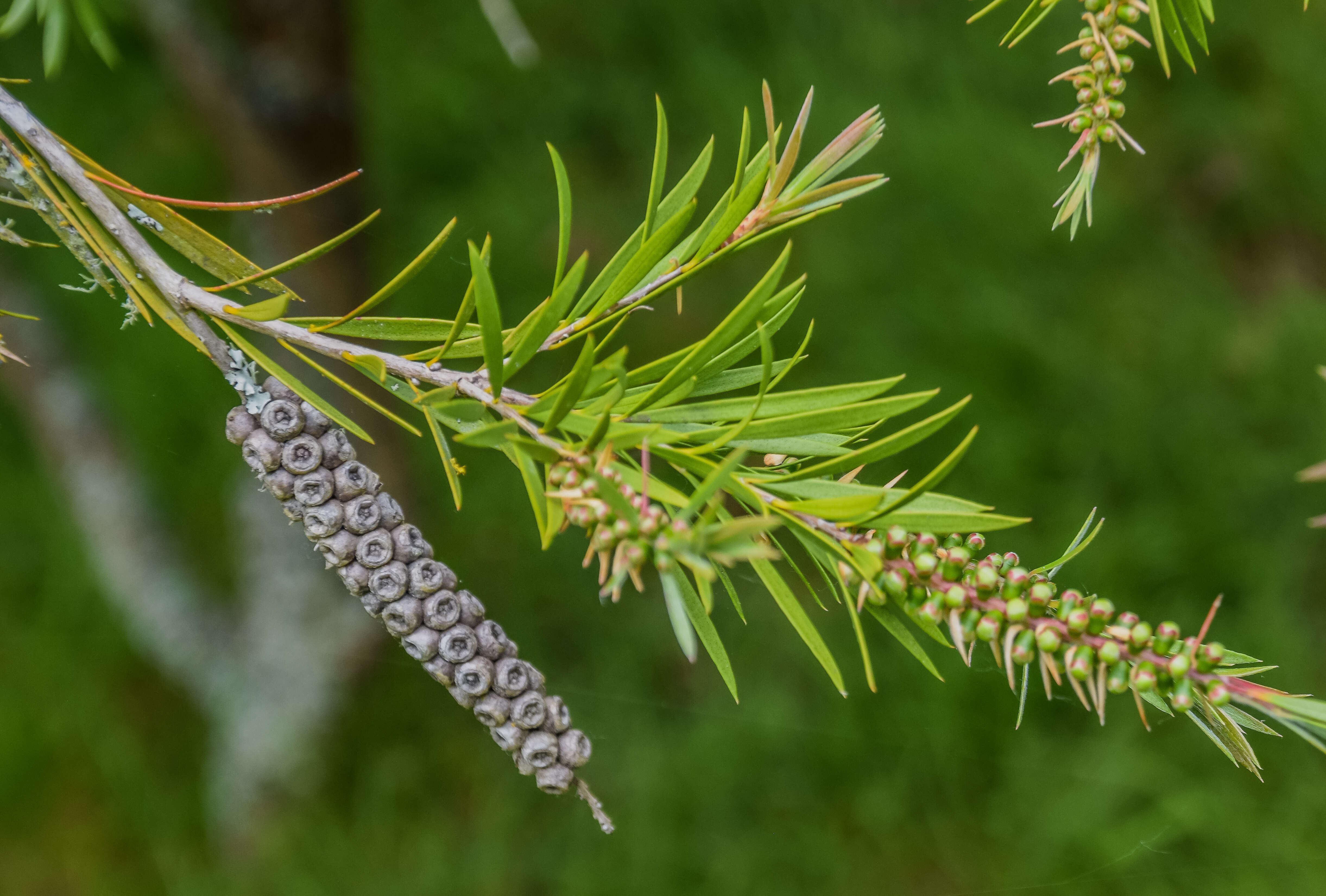 صورة Callistemon rigidus R. Br.