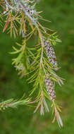 صورة Callistemon rigidus R. Br.