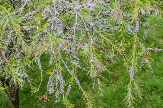 صورة Callistemon rigidus R. Br.