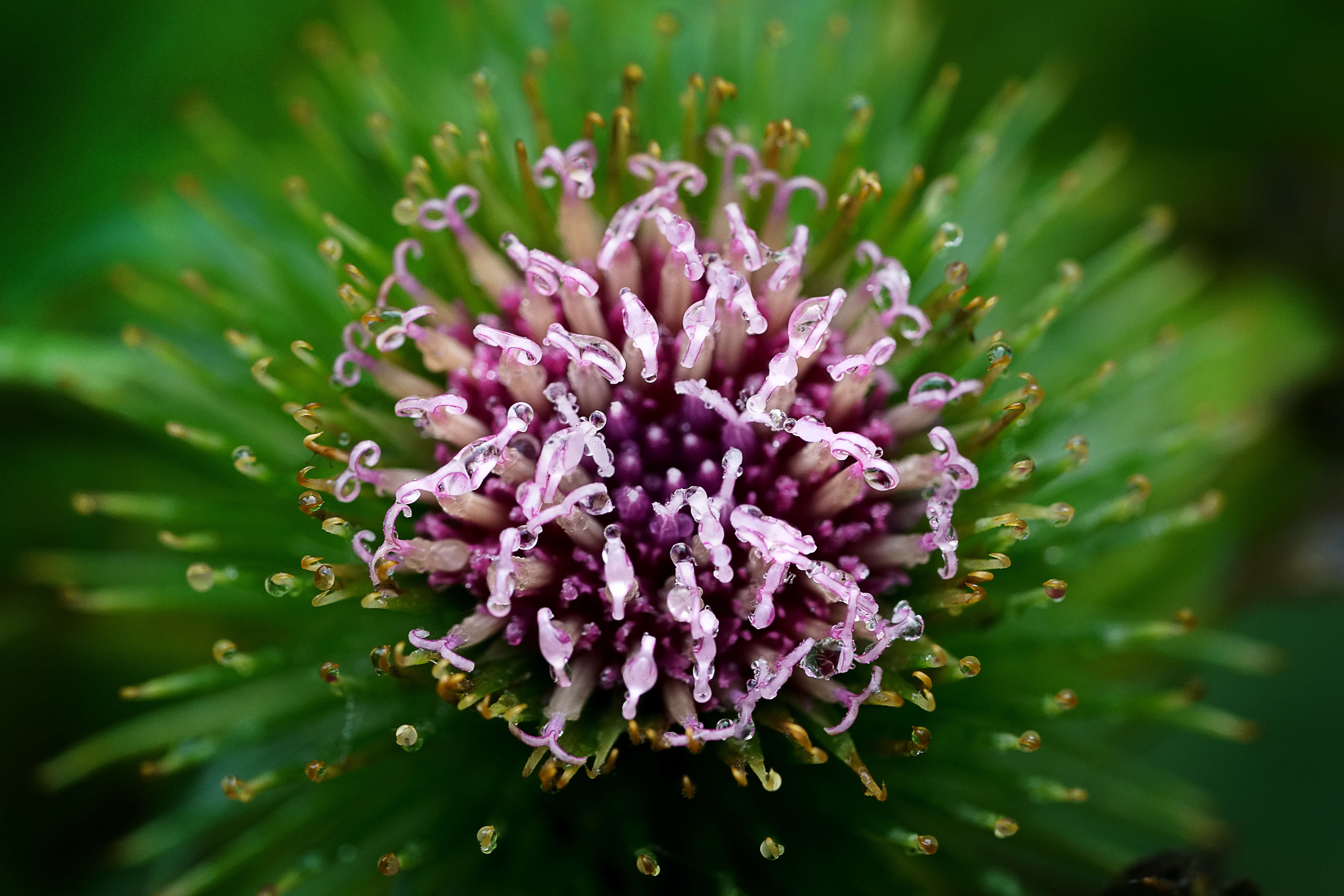 Image of common burdock