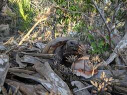 Image of (Florida) Gopher Tortoise