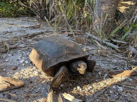 Image of (Florida) Gopher Tortoise