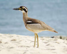 Image of Beach Stone-curlew