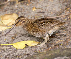 Image of Snares Snipe