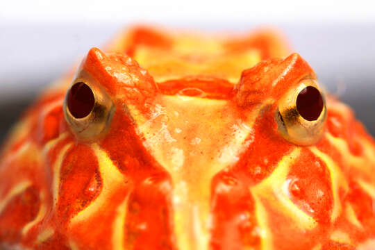 Imagem de Ceratophrys ornata (Bell 1843)