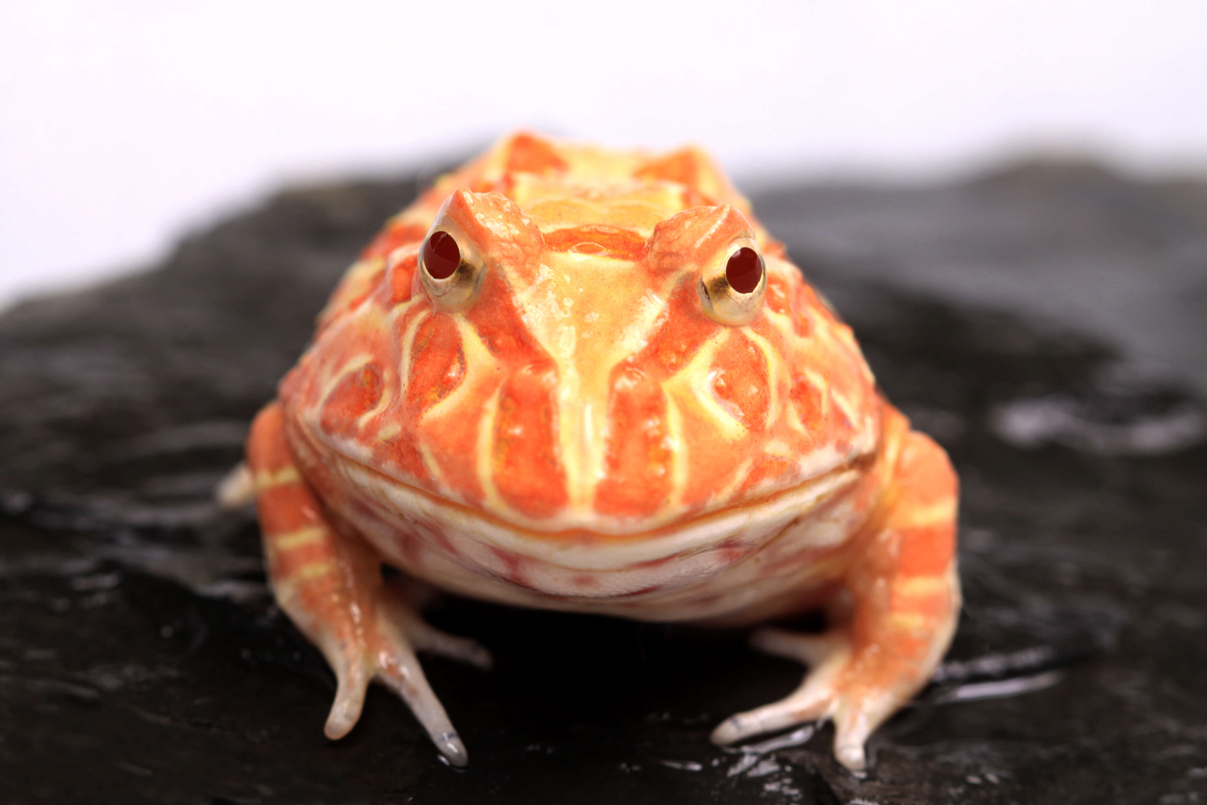 Image of Argentina Horned Frog