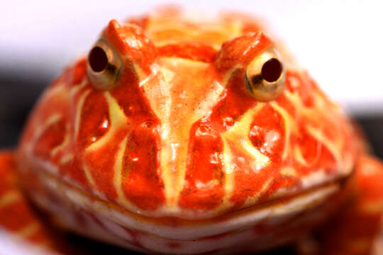 Imagem de Ceratophrys ornata (Bell 1843)