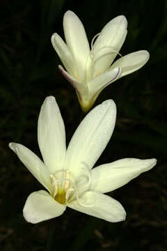 Image of Sparaxis bulbifera (L.) Ker Gawl.