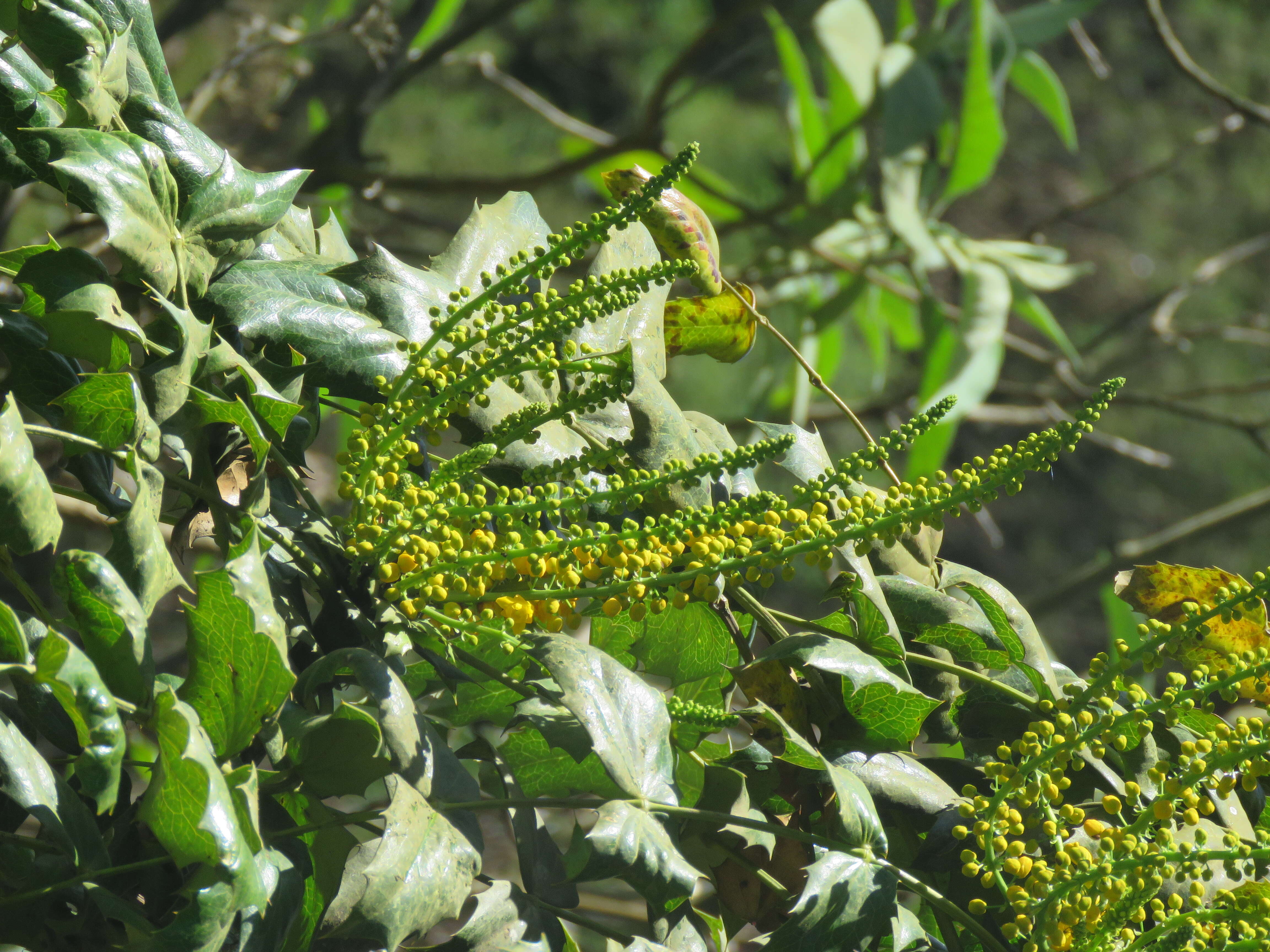 Image of Berberis napaulensis (DC.) Spreng.