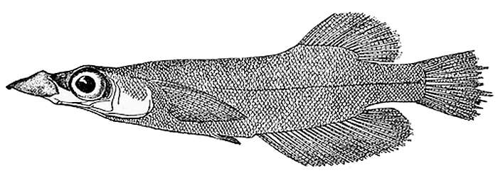 Image of Duck-billed Buntingi