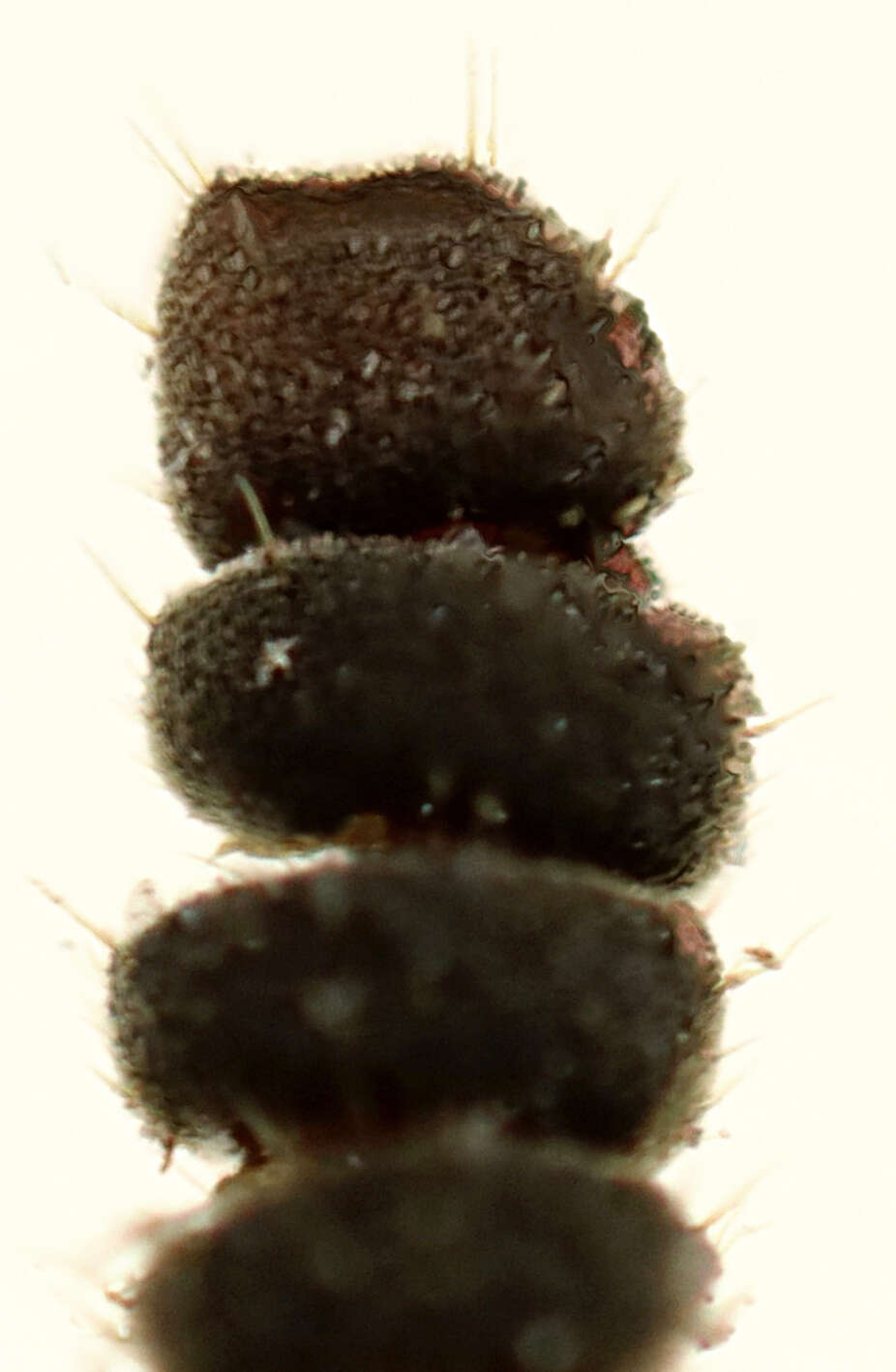 Image of Hairy Rove Beetle