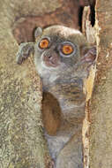 Image of sportive lemurs