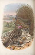 Image of Great Bowerbird