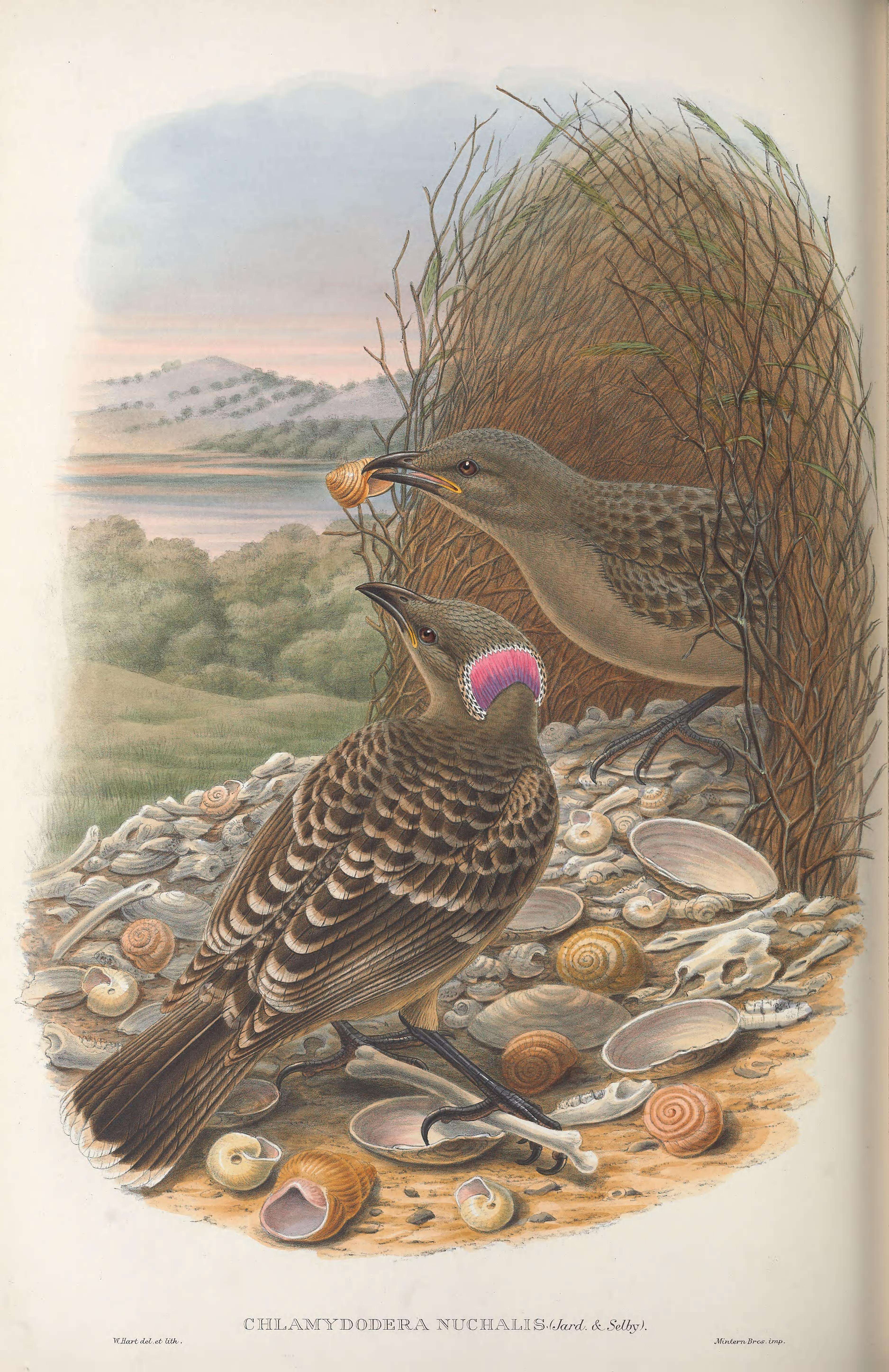 Image of Great Bowerbird