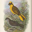 Image of Golden Bowerbird