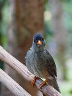 Image of Seychelles Black Bulbul