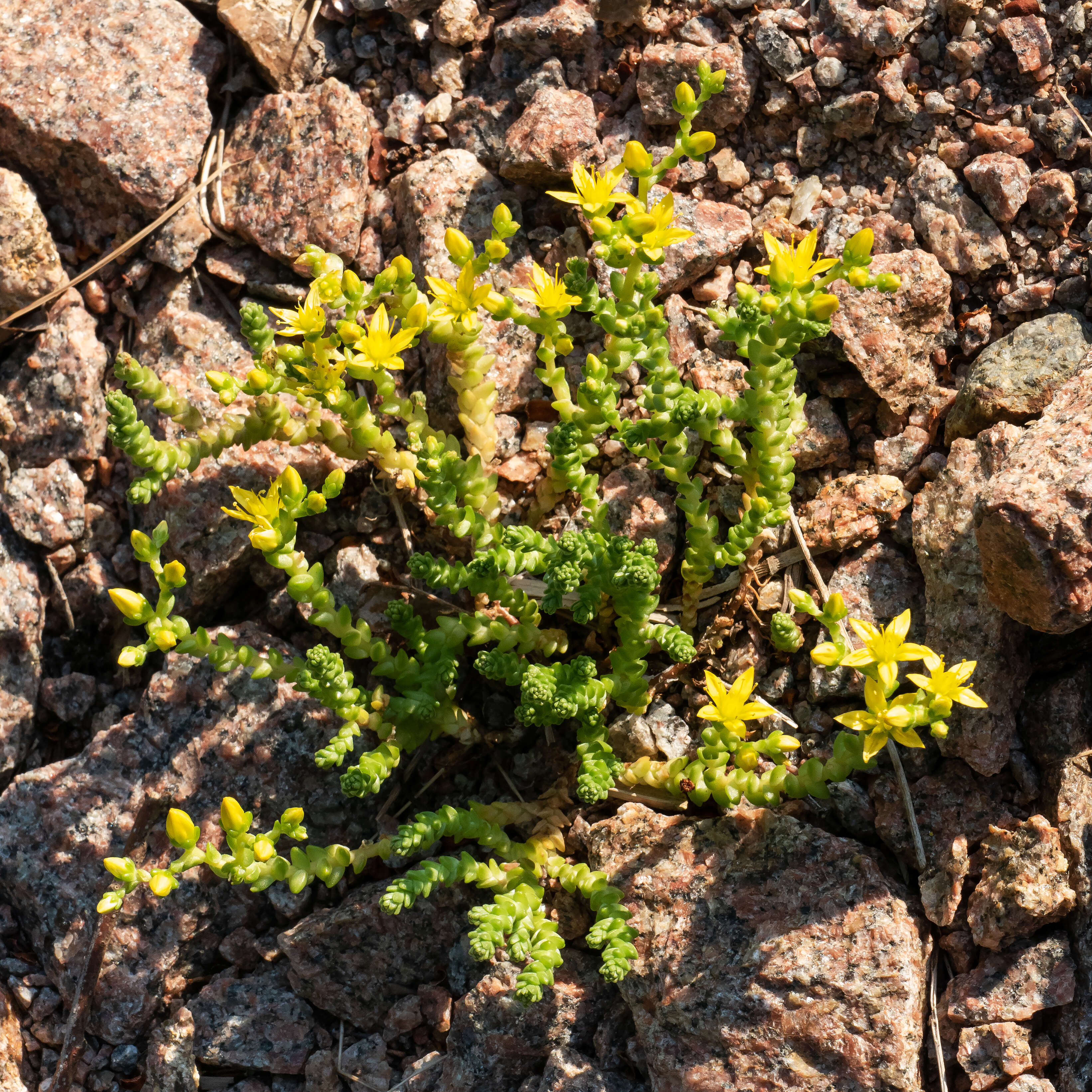 Plancia ëd Sedum acre L.