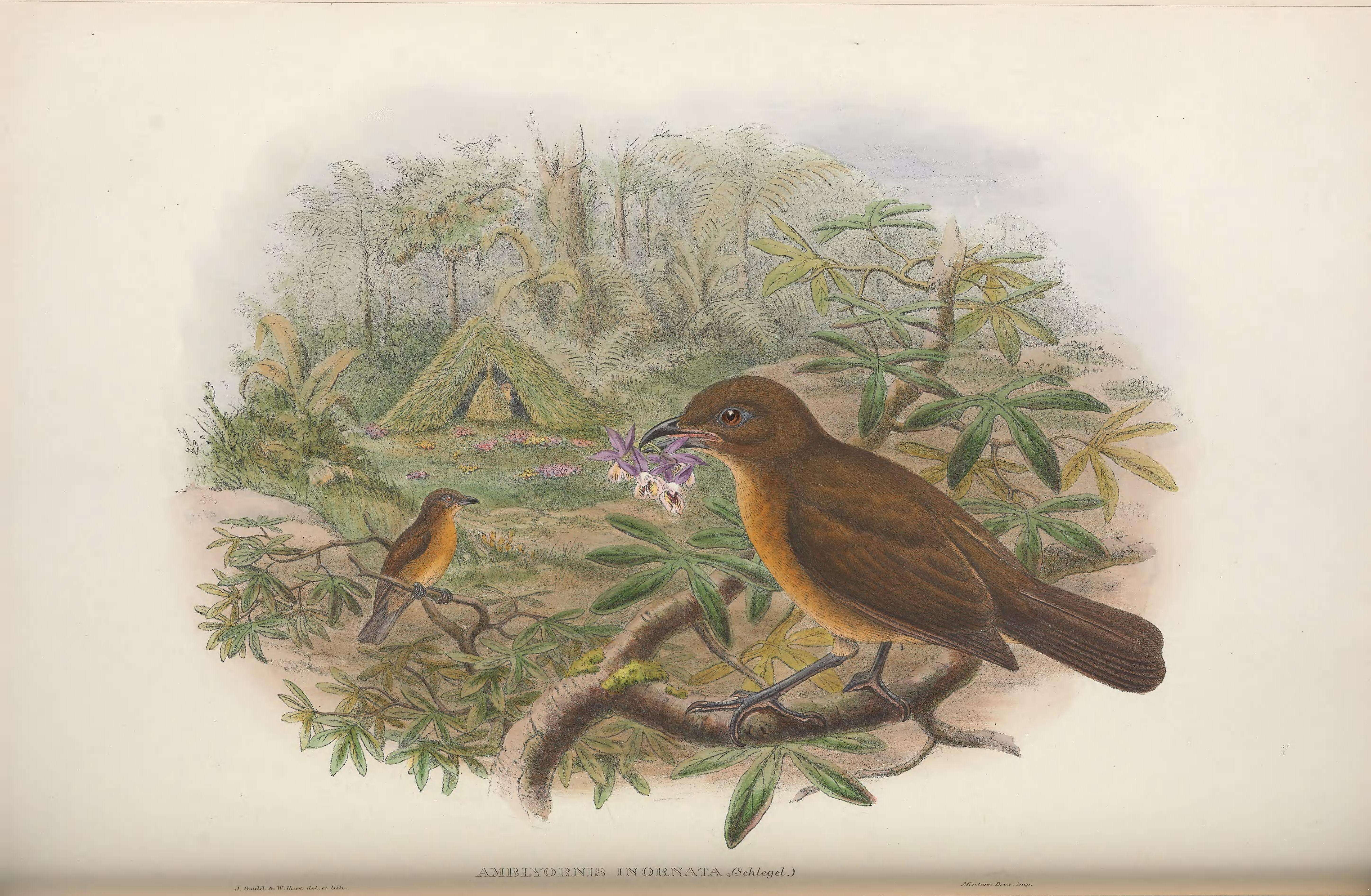 Image of Vogelkop Bowerbird