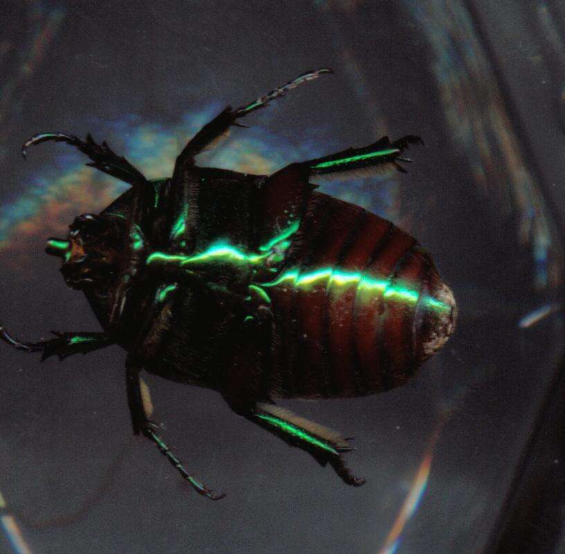 Image of figeater beetle