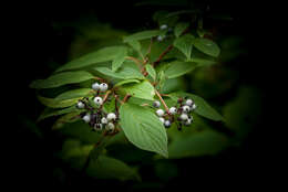 Image of redosier dogwood