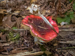 Image of Russula emetica (Schaeff.) Pers. 1796