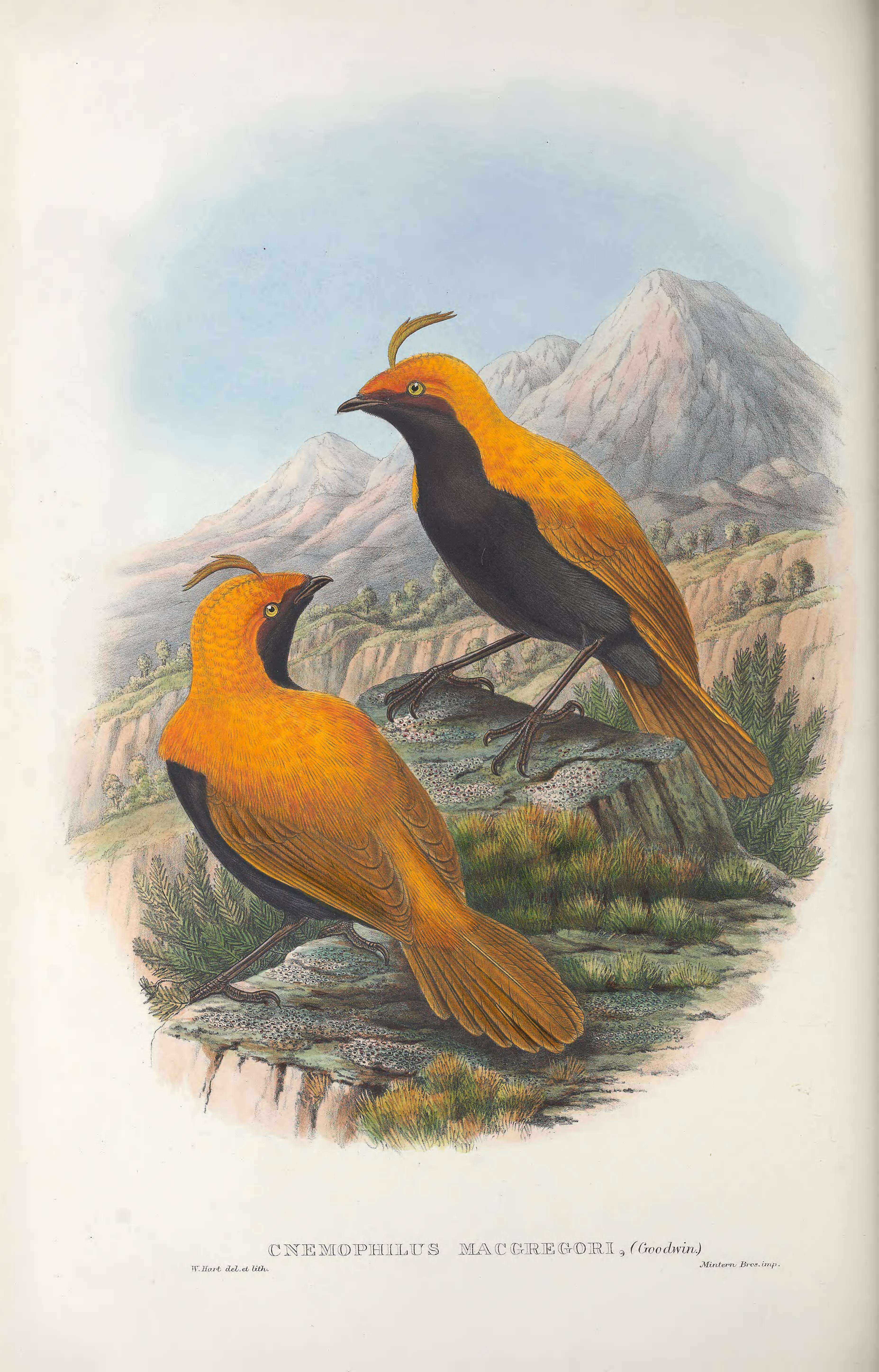 Image de Cnemophilus De Vis 1890