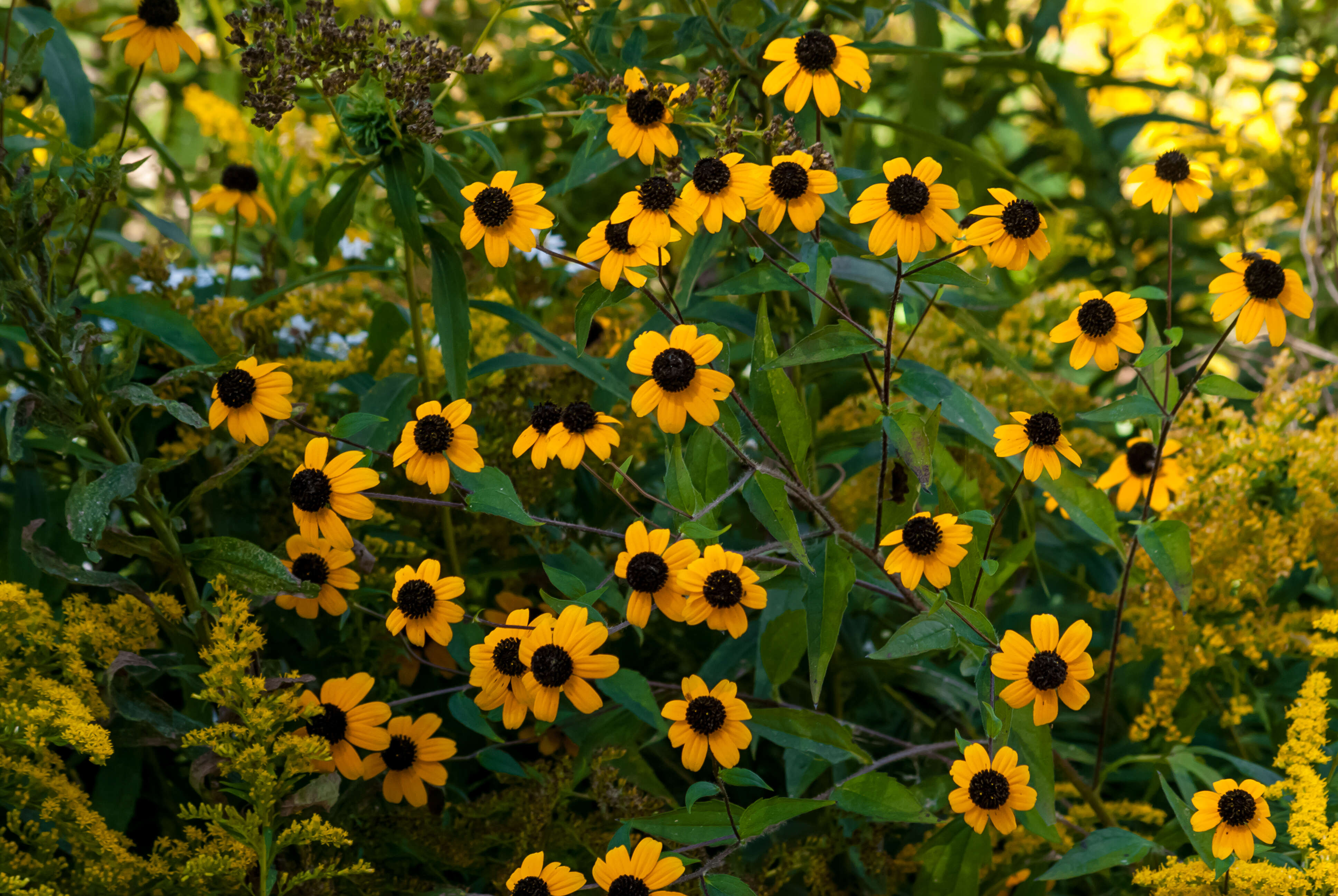 Image of browneyed Susan