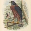Imagem de Accipiter melanochlamys (Salvadori 1876)