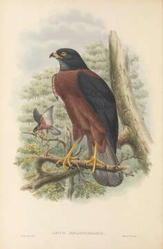 Image of Black-mantled Goshawk