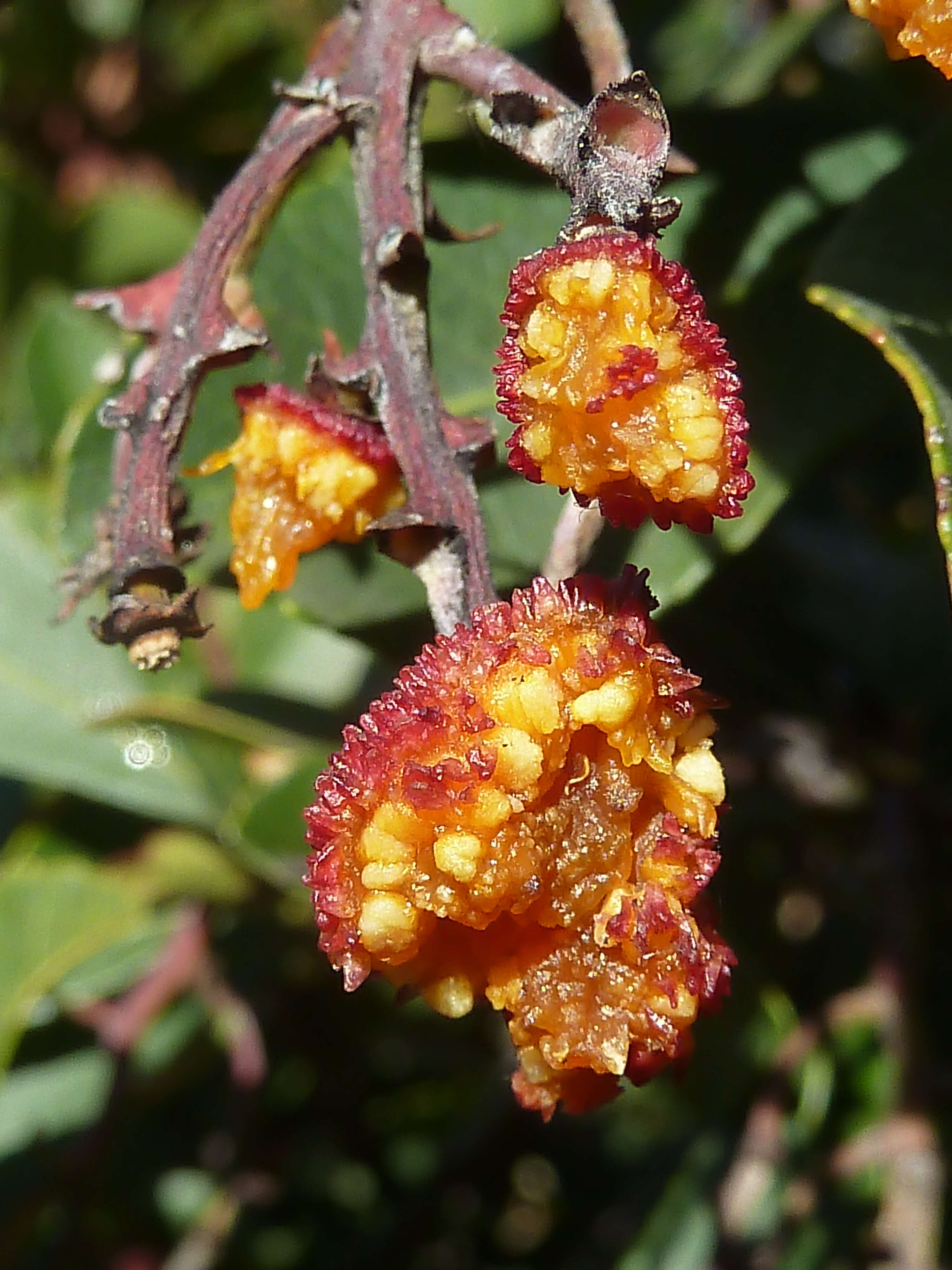 Image of strawberry tree