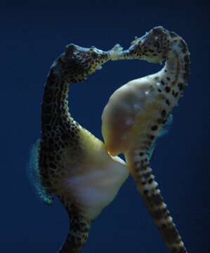 Image of Big-belly Seahorse