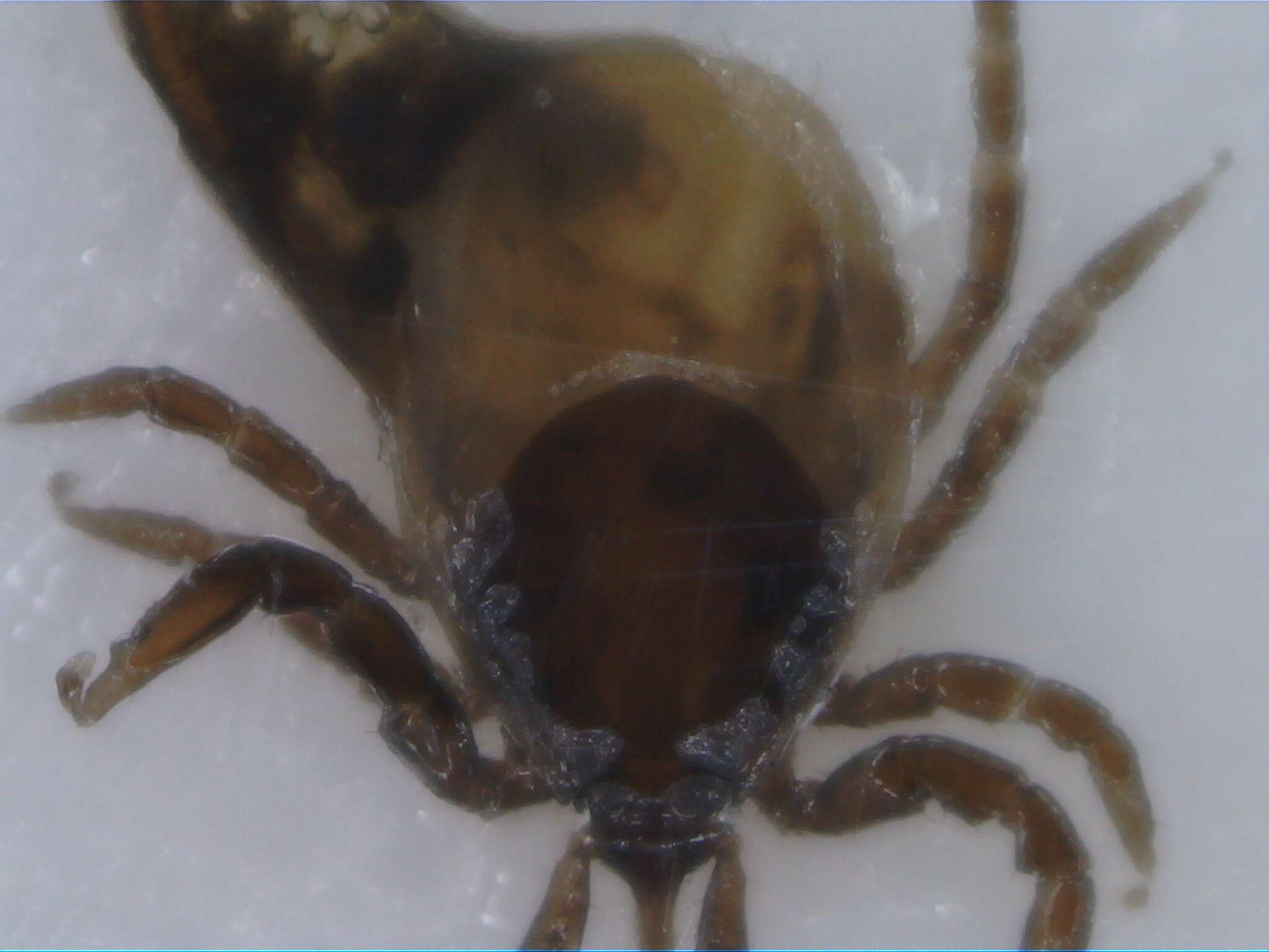 Image of Common sheep tick