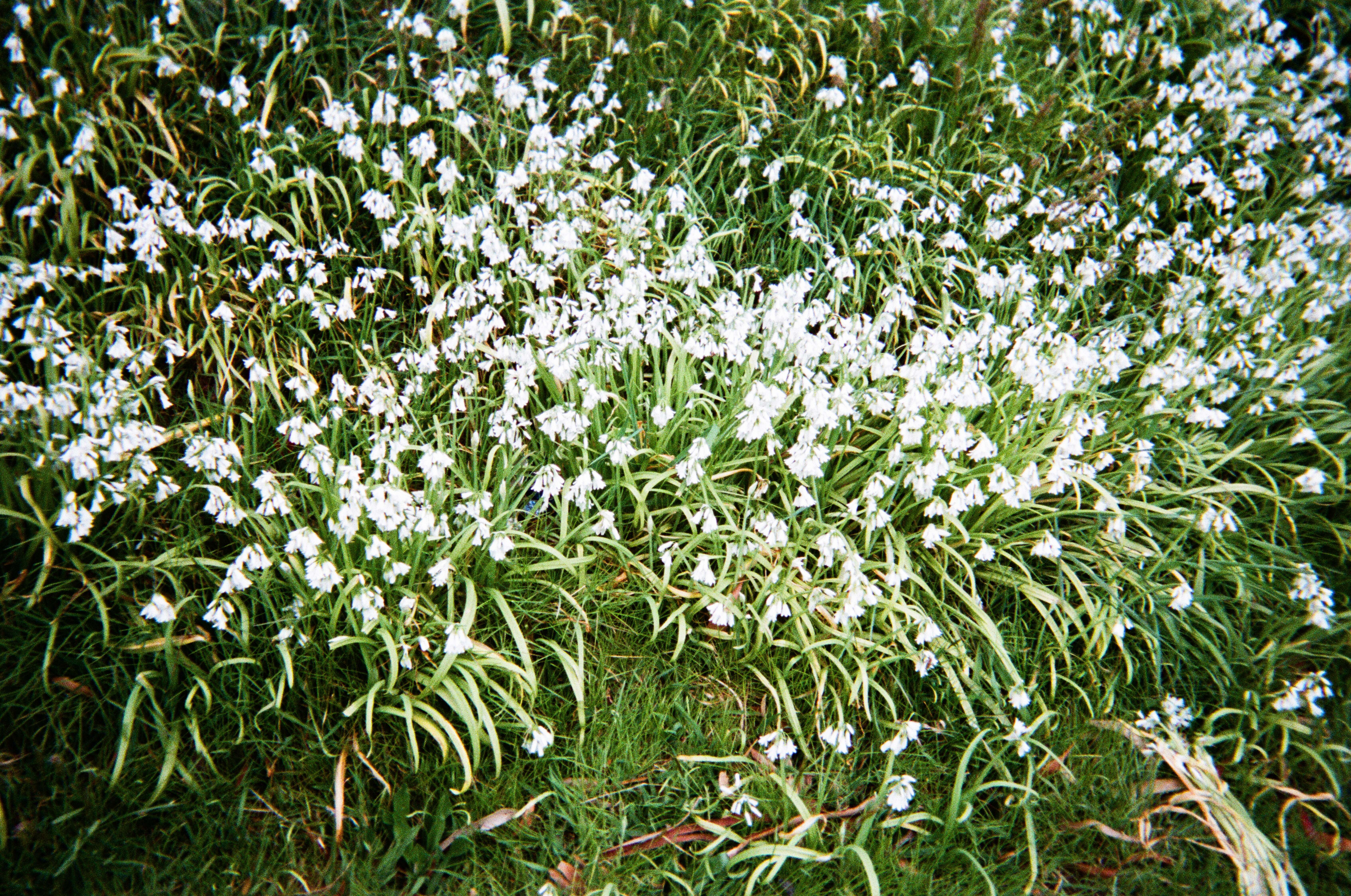 Image of Threecorner leek