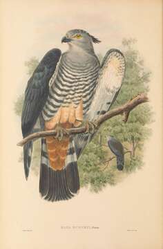 Image of Pacific Baza