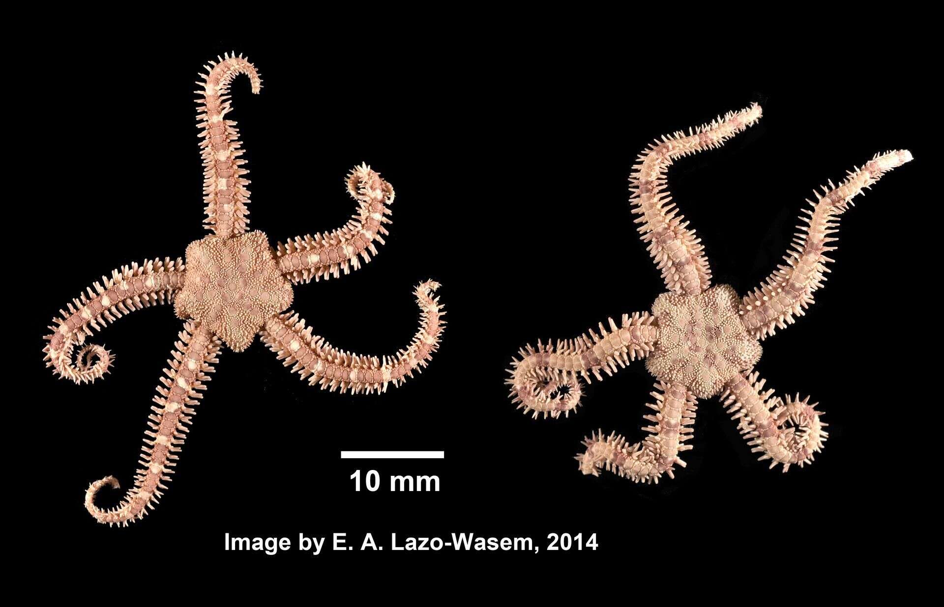 Image of Daisy brittle star