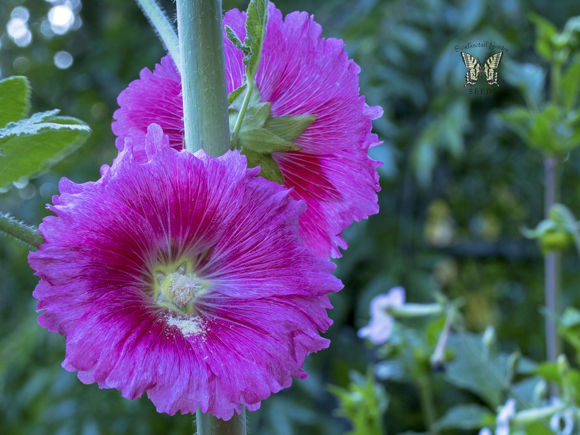 Image of hollyhock