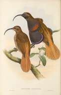 Image of Drepanornis Sclater & PL 1873