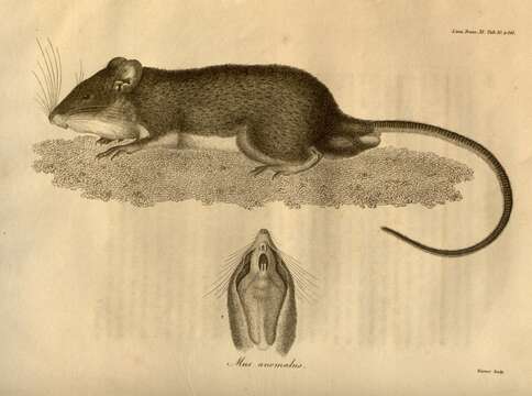 Image of Caribbean Spiny Pocket Mouse