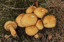 Pholiota squarrosa (Vahl) P. Kumm. 1871 resmi