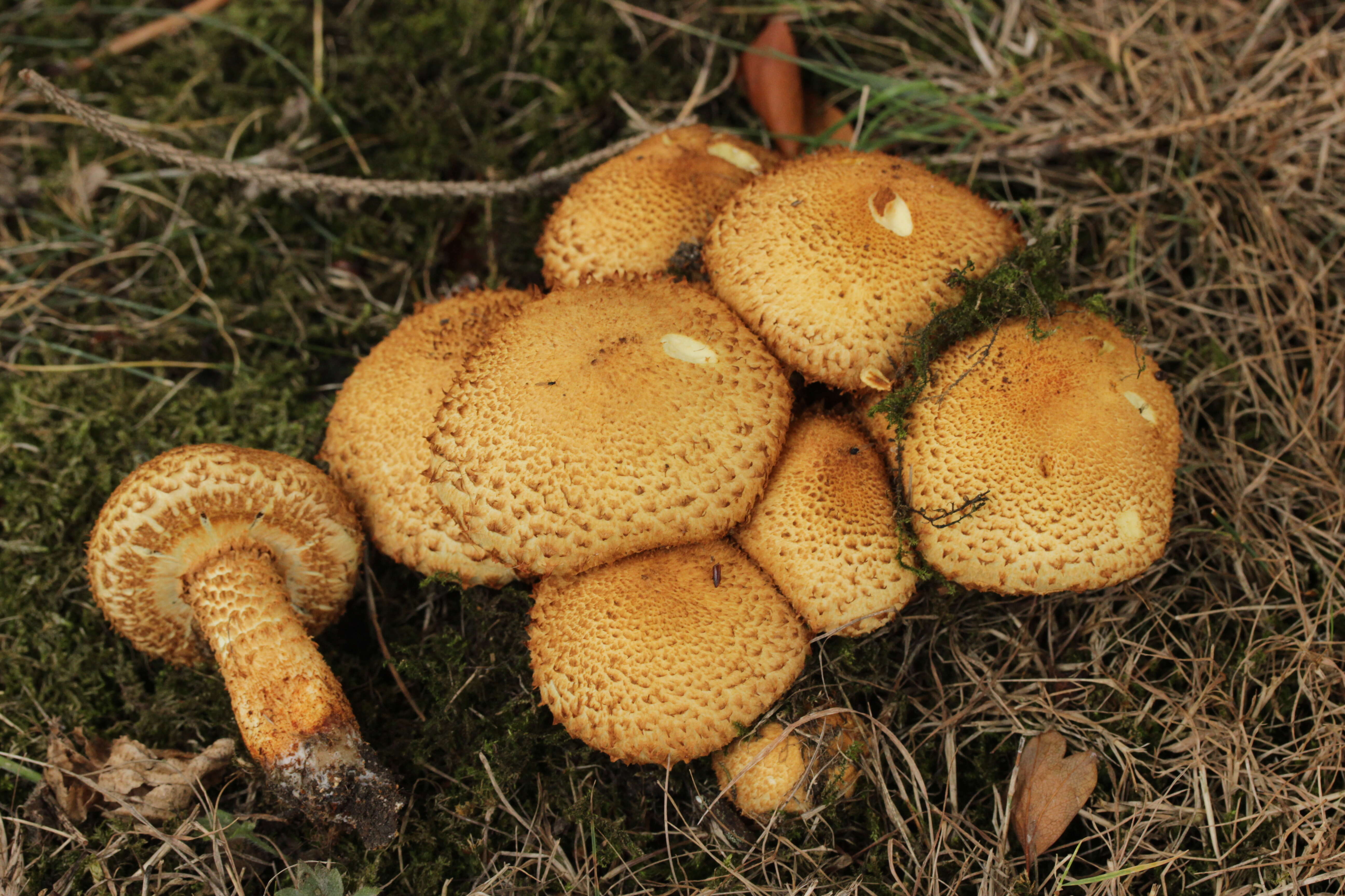 Pholiota squarrosa (Vahl) P. Kumm. 1871 resmi