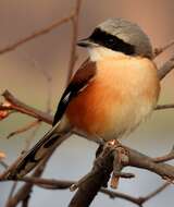 Image of Bay-backed Shrike