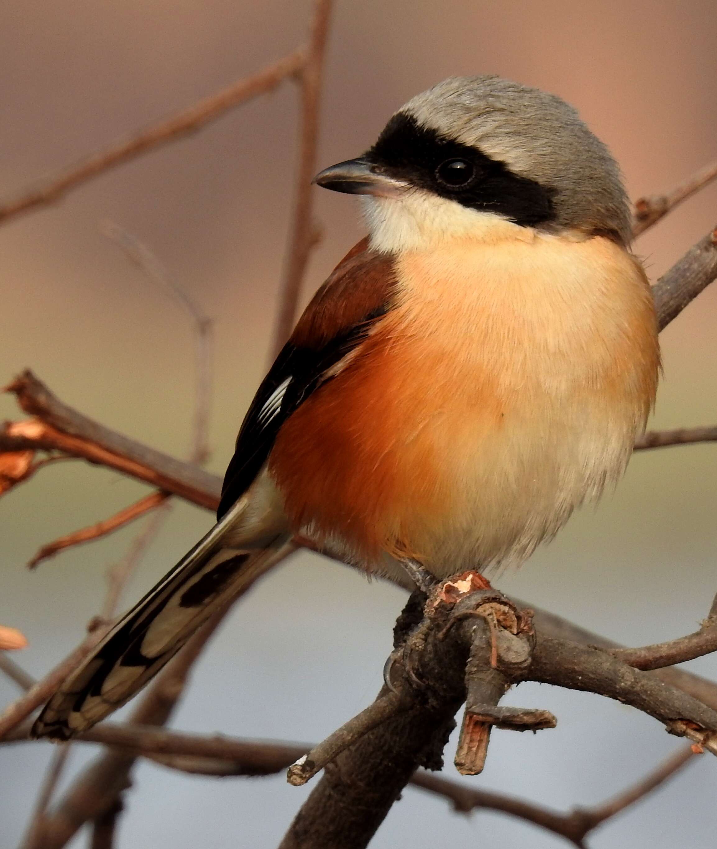 Image of Bay-backed Shrike