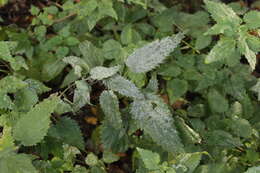 Image of Common Nettle